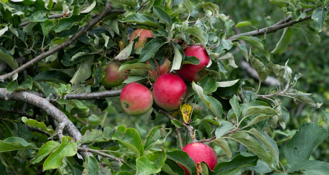The Gate Closed at Five: Why Accurate Listings Build Trust for a Family Orchard, and Why Keeping Them Accurate Is a Team Job