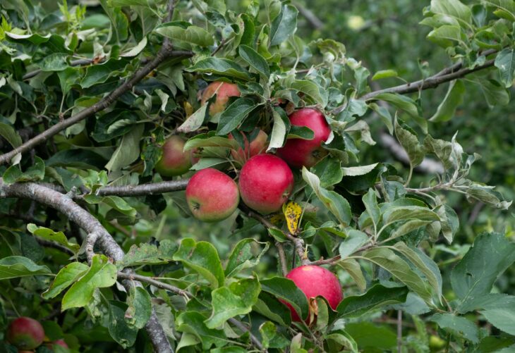 The Gate Closed at Five: Why Accurate Listings Build Trust for a Family Orchard, and Why Keeping Them Accurate Is a Team Job