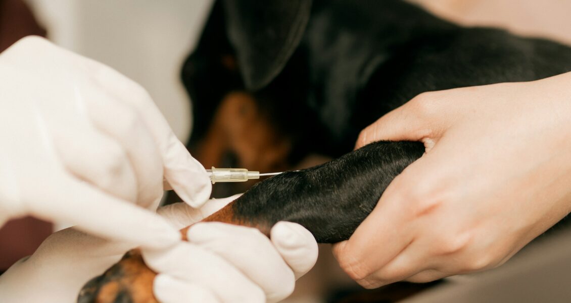 Before the Phones Light Up: How AI Helps a Veterinary Clinic See What Pet Owners Will Need Next, and Where People Take Over