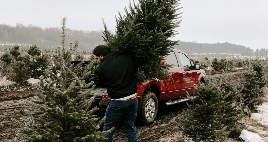 A Quiet Thank-You on Thanksgiving: Local Search Notes for a Family Christmas Tree Farm