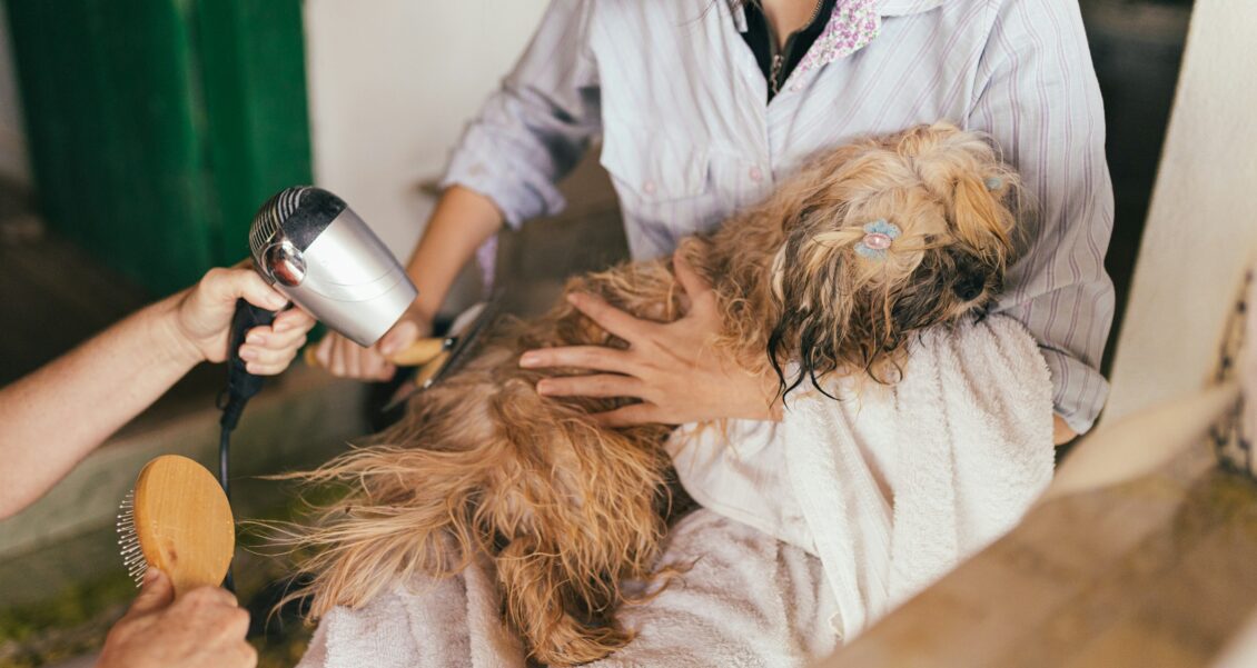Start, Stop, Keep for Your Listings: A Year-End Check for a Neighborhood Dog Grooming Salon