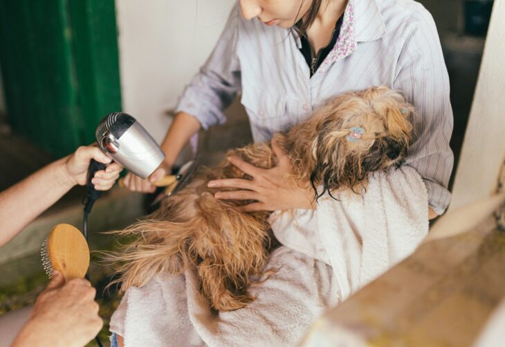Start, Stop, Keep for Your Listings: A Year-End Check for a Neighborhood Dog Grooming Salon